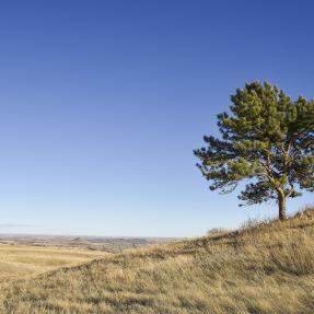 Tree near Joder Ranch Trail north of Boulder