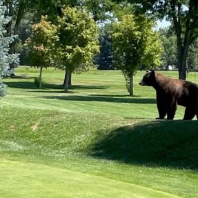 Bear spotted at Flatirons Golf Course