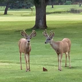 Deer spotted at Flatirons Golf Course