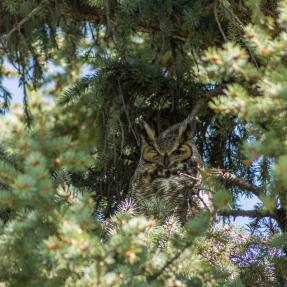 Great horned owl in tree at Flatirons Golf Course