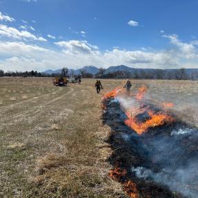 Photo of prescribed burn in open space March 5