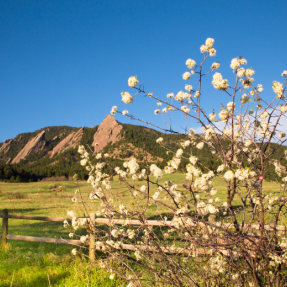 Blooming tree with Flatirons in the background