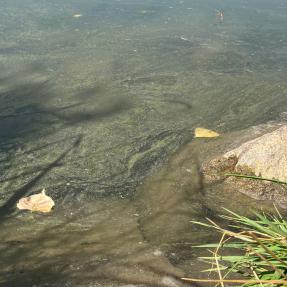 Blue algae at Coot Lake