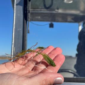 Eurasian Watermilfoil in someone's hand