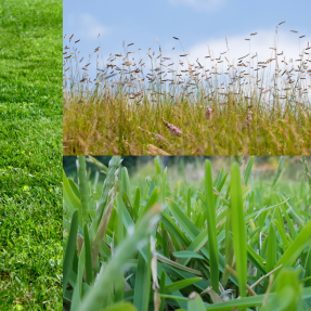 collage of grass: short, bright green kentucky bluegrass, tall light green blue grama grass, and short buffalo grass 