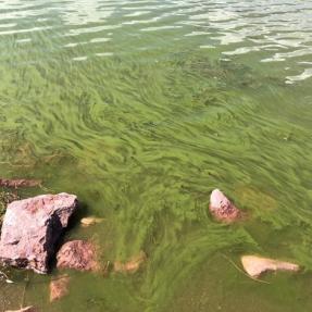 Potentially harmful algae bloom observed in Boulder Reservoir 