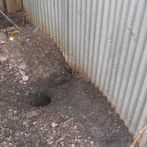 Photograph of an active rat burrow next to a shed