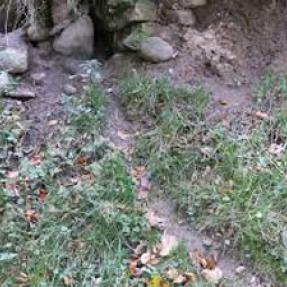 A smooth narrow, bare path through grass that is made by rats using the same route - a sign of rat activity. 