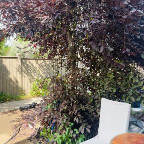 4573 Sunnyside Patio area