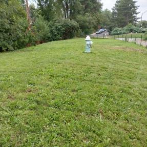 green grass
