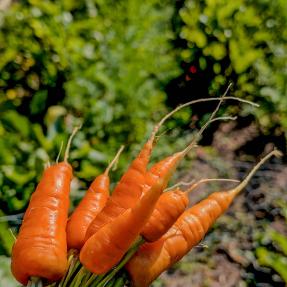 A bunch of freshly picked carrots.