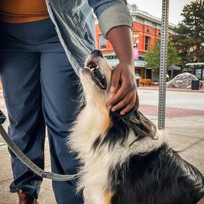 Participant pets a dog. 
