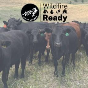 Wildfire ready header with cattle grazing