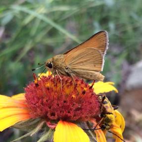 Burnt orange colored butterfly on the center of a yellow flower