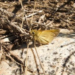 Yellow butterfly on a brown stick next to a light colored rock