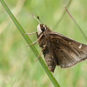 Small brown butterfly on a green grass stalk