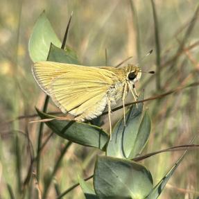 Soft yellow butterfly on a green plant 
