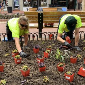 City staff planting flowers in the planters downtown on Pearl Street