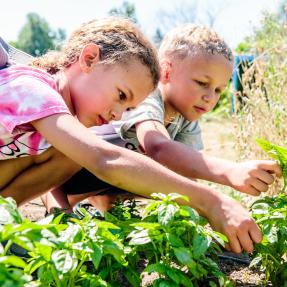 Two children picking basil at Growing Gardens.