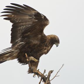 Large golden eagle perched on a thin branch with wings spread open