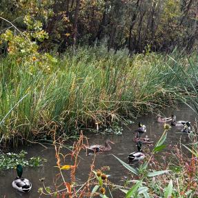 Ducks swimming in a calm creek surrounded by vegetation.