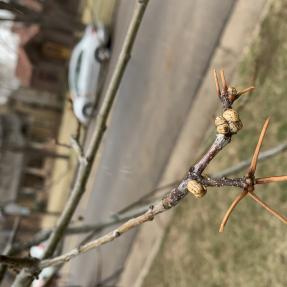 Drippy on an oak tree