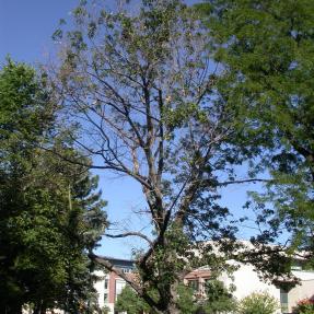 Northern red oak (Quercus rubra) declining from drippy blight.