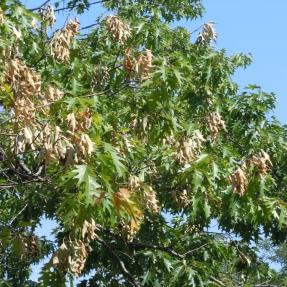 Northern red oak (Quercus rubra) with twig dieback and flagging