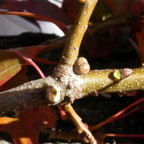 Kermes scale (Allokermes sp.)