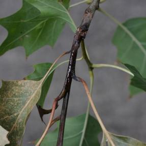 Bacteria (Lonsdalea quercina var quercina) cankers on red oak