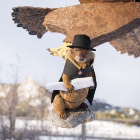 stuffed marmot being carried by a fake golden eagle