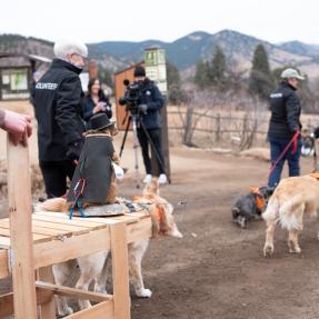 Volunteers walking dogs who are pulling a sled carrying a stuffed marmot