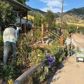 Three people bent over working in Chautauqua Ranger Cottage Garden in mid-summer.