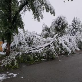 Downed tree from heavy snowfall