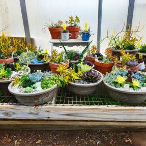 Succulent Pot Garden