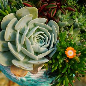 Close up of succulent pot