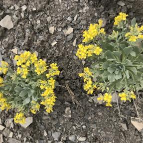 Two small ground cover plants with sage green leaves and yellow flowers at the ends.