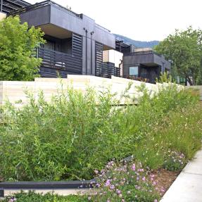 Townhouses with climate resilient landscaping.