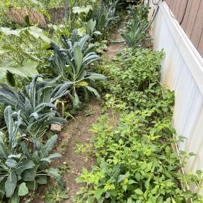 Vegetables grown in tight spaces