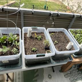 Passively watered balcony veggie garden