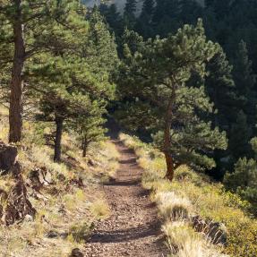 narrow trail surrounded by green grass and large pine trees. 