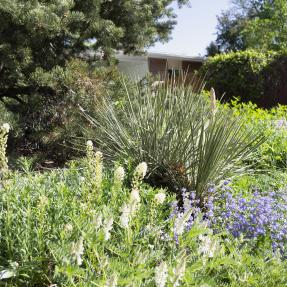 A Boulder waterwise garden with flowers created to use no extra water.