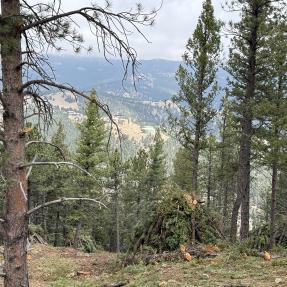 pine trees and foliage on tram hill 