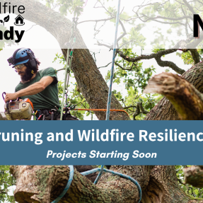 decorative graphic noting Tree Pruning and Wildfire Resilience Work