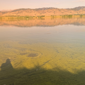 potentially harmful algae bloom