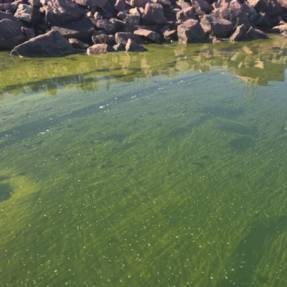 potentially harmful algae bloom