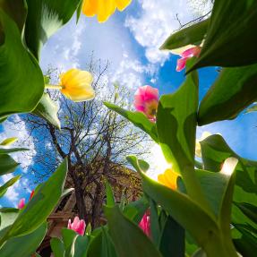tulips on the pearl street mall