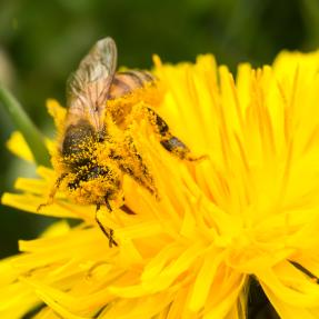 honeybee on dandelion smothered with pollen
