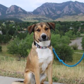 Canine Bark Ranger Rosie sits above Harlow Platts Park, with the Boulder Flatirons and Viele Lake visible in the background. 