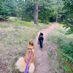 Two dogs on leashes walking on a trail in a forest.